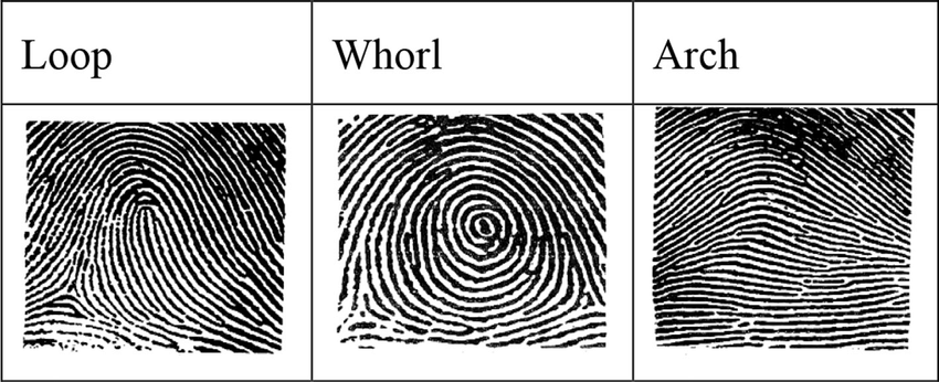 Finger Print Pattern Diagram