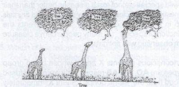 Lamarck Theory Diagram