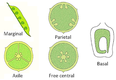 Placentation Diagram