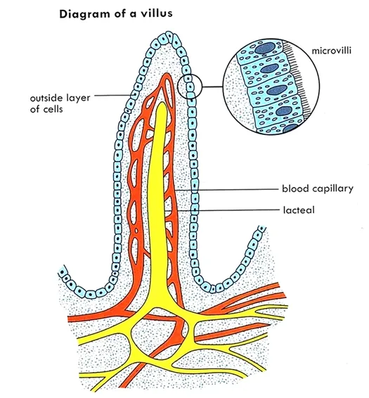 Villi Diagram