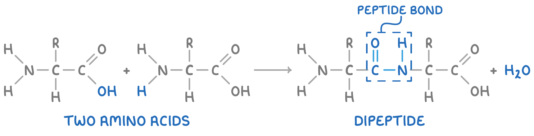 Peptide Formation Diagram